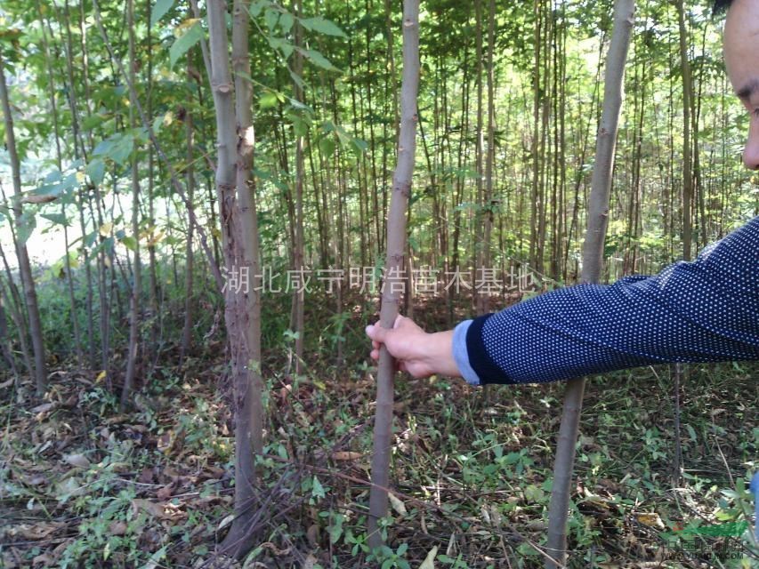 湖北桂花種植基地,桂花規(guī)格齊全,桂花價格優(yōu)惠