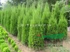 基地處理800萬棵蜀檜，塔柏高0.5-1米 低價急處理蜀檜 