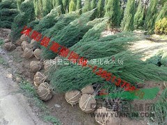 基地處理800萬棵蜀檜，塔柏高0.5-1米 低價急處理蜀檜 