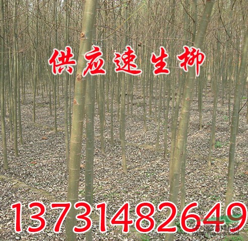 速生柳 河北速生柳 供應(yīng)速生柳 速生柳價(jià)格 河北速生柳價(jià)格