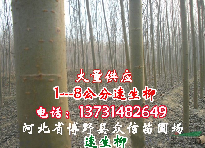 速生柳 河北速生柳 供應(yīng)速生柳 速生柳價(jià)格 河北速生柳價(jià)格