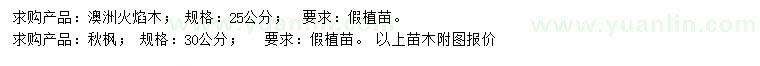 求購25公分澳洲火焰木、30公分秋楓