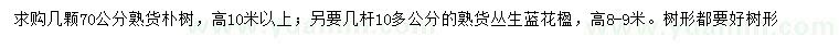 求購叢生藍花楹、70公分樸樹