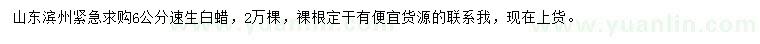 求購(gòu)6公分速生白蠟