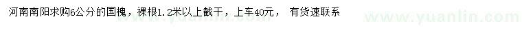 求購6公分國槐