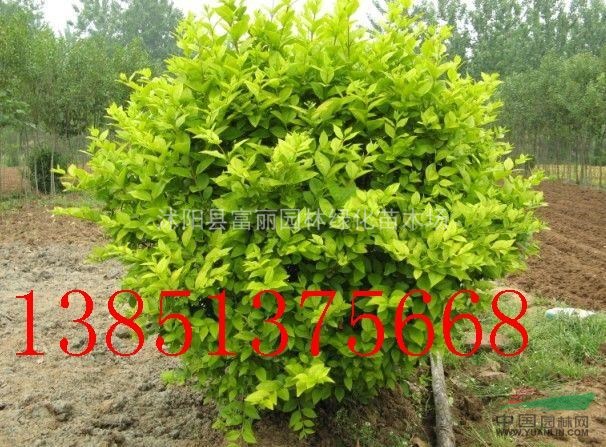 花灌木球類大量售30萬棵大葉黃楊球，冬青球，金葉女貞球