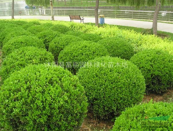 花灌木球類大量售30萬棵大葉黃楊球，冬青球，金葉女貞球