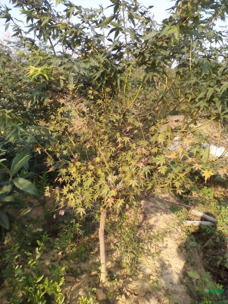 樸樹，青楓等
