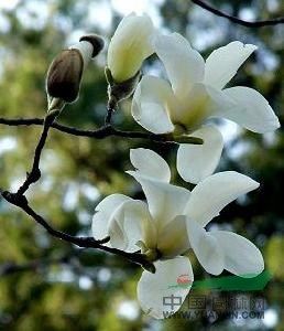 南京廣玉蘭價(jià)格，廣玉蘭價(jià)格信息