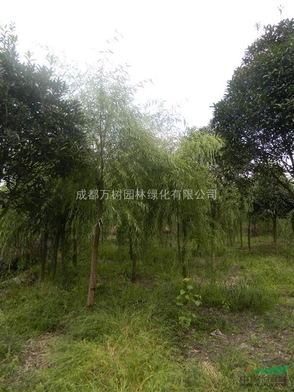 供應(yīng)垂柳  成都垂柳 垂柳苗木 園林綠化苗 萬樹園林供應(yīng)