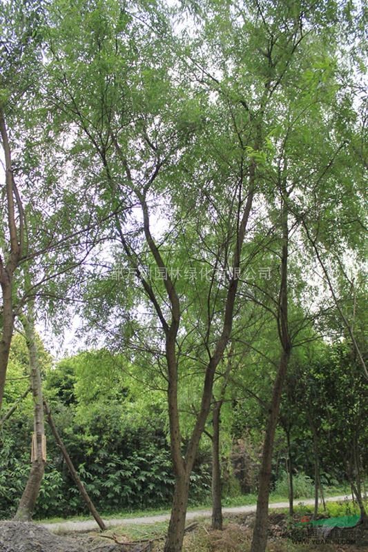 供應(yīng)垂柳  成都垂柳 垂柳苗木 園林綠化苗 萬樹園林供應(yīng)