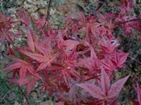 日本紅楓紅舞妓 紅舞妓小苗 葉色紅紅楓 紅舞妓圖片 江西