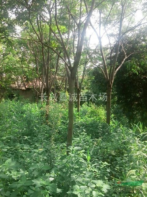 欒樹，胸徑5到15公分欒樹，欒樹價格，欒樹供應