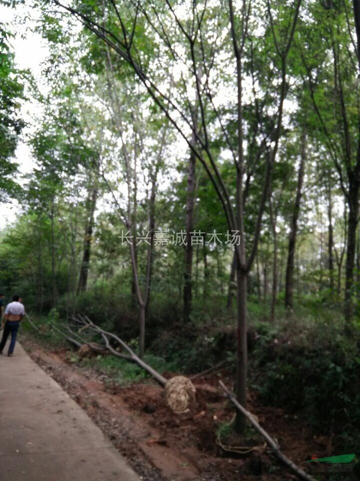 欒樹，胸徑5到15公分欒樹，欒樹價格，欒樹起苗