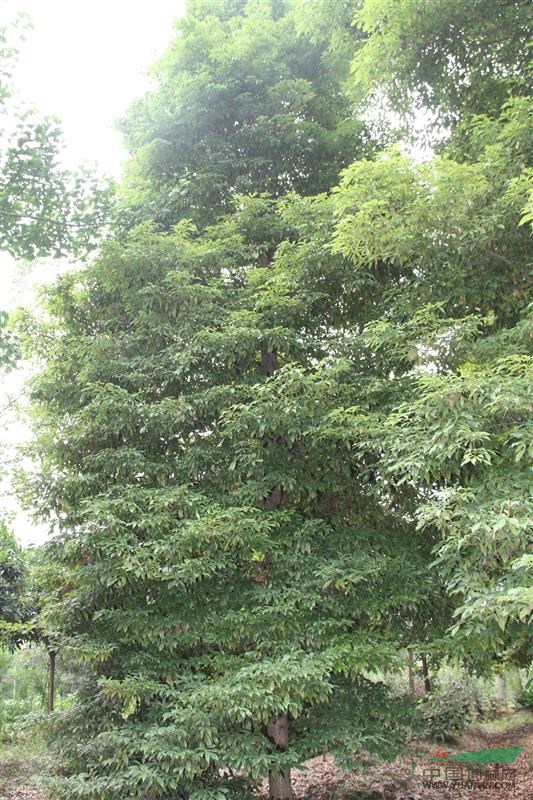 供應(yīng)12-14公分楨楠樹_楨楠樹價(jià)格_楨楠樹圖片_小葉楨楠樹
