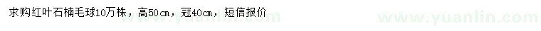 求購(gòu)高50公分紅葉石楠