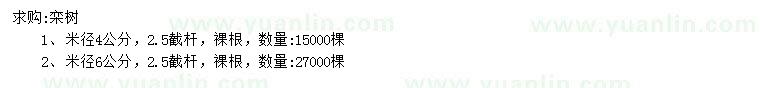 求購米徑4、6公分欒樹(shù)