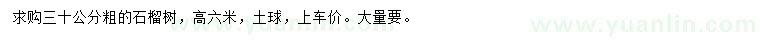 求購30公分石榴樹