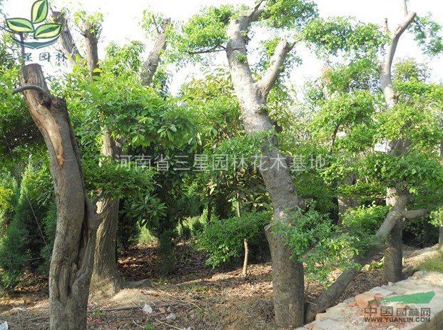 榔榆,大規(guī)格榔榆,河南榔榆苗圃基地,榔榆最新報(bào)價(jià)