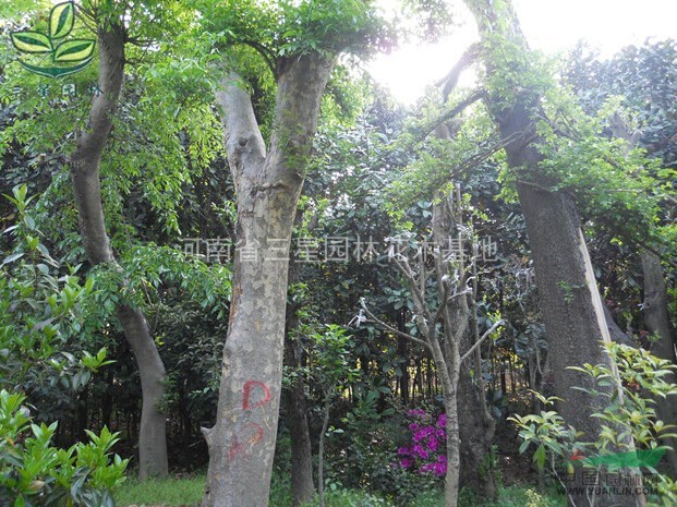 榔榆,大規(guī)格榔榆,河南榔榆苗圃基地,榔榆最新報(bào)價(jià)