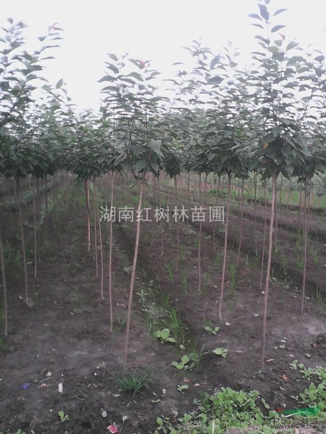 櫻花，湖南櫻花，湖南櫻花價(jià)格