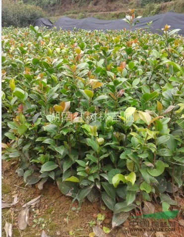 茶花苗、湖南茶花小苗基地