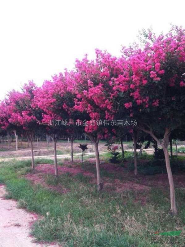 浙江美國紅火箭紫薇