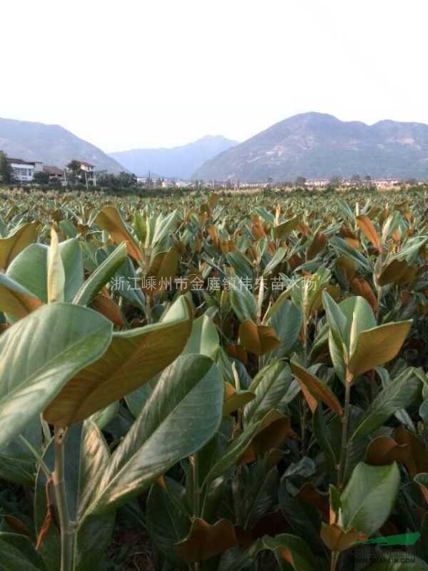 當年生廣玉蘭小苗，浙江廣玉蘭小苗基地