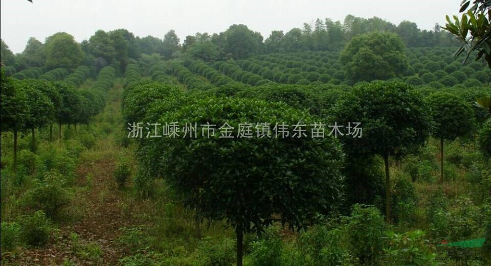金桂、精品金桂、浙江精品桂花基地