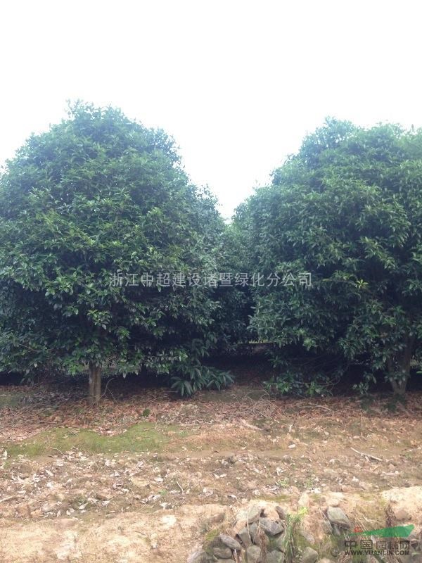 浙江地区供应桂花