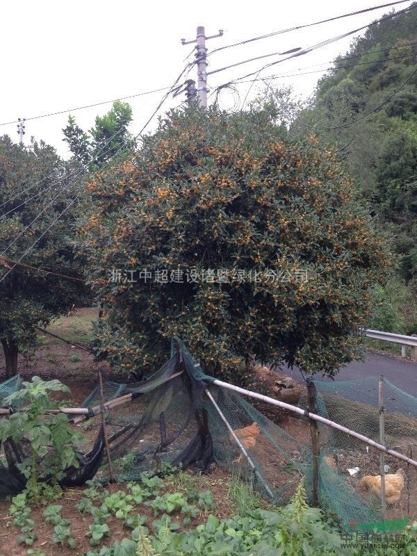 浙江地区供应桂花