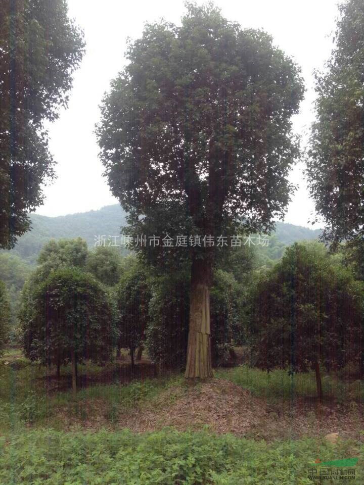 浙江大規(guī)格香樟、精品香樟、香樟樹(shù)