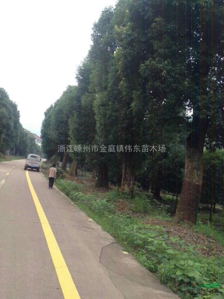 浙江大規(guī)格香樟、精品香樟、香樟樹(shù)