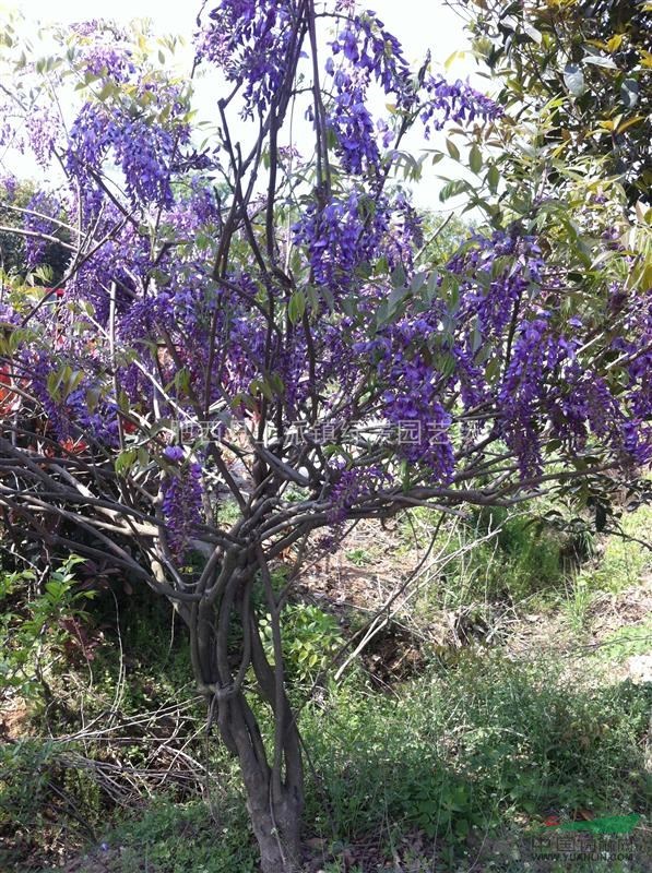  供應(yīng)樸樹、烏桕、香樟、廣玉蘭、榔榆、桂花