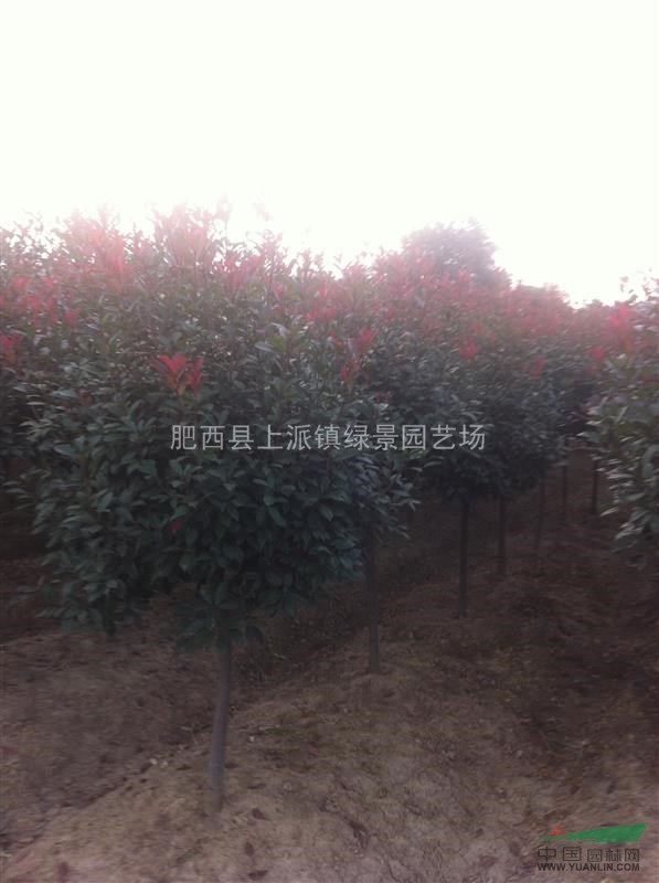  供應(yīng)樸樹、烏桕、香樟、廣玉蘭、榔榆、桂花