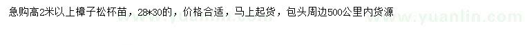 求購高2米以上樟子松
