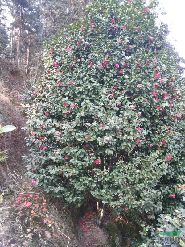 茶花，胸徑8-10公分茶花，湖南茶花供應(yīng)，茶花價格，茶花圖片