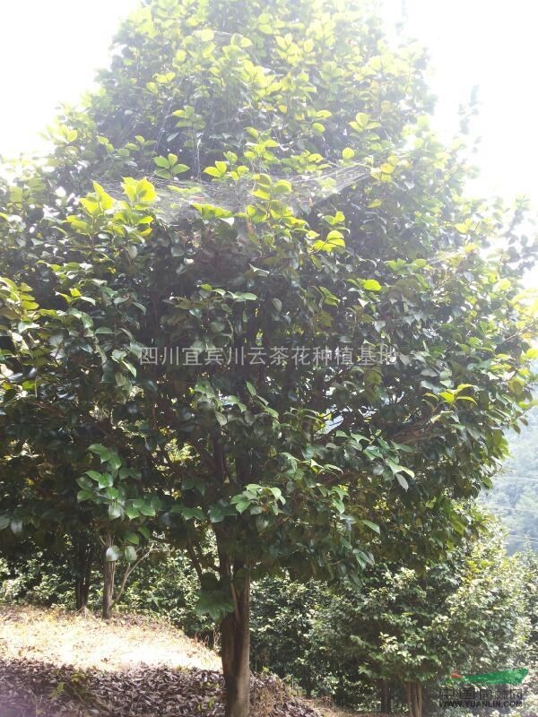 茶花，胸徑8-10公分茶花，湖南茶花供應(yīng)，茶花價(jià)格，四川茶花