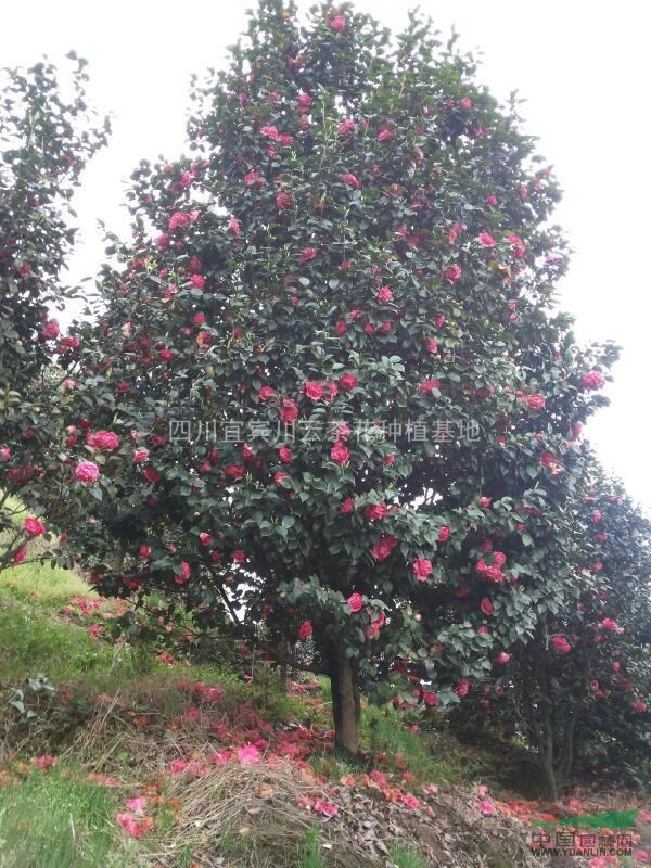 茶花，湖南茶花，四川茶花供應(yīng)，茶花價(jià)格，茶花圖片，茶花特性