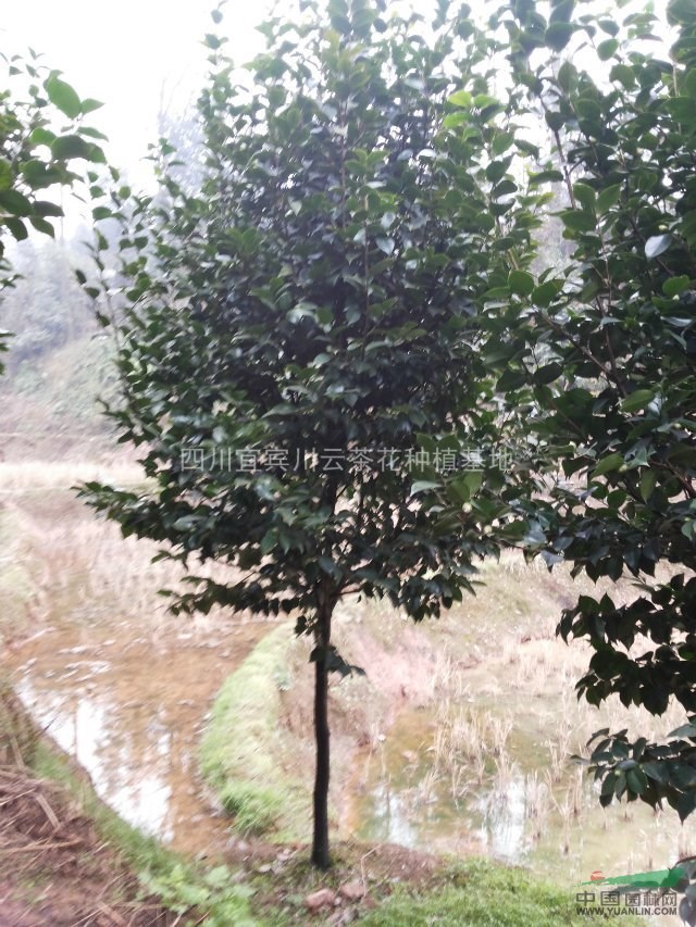 茶花，湖南茶花，茶花價(jià)格，茶花圖片，茶花特性