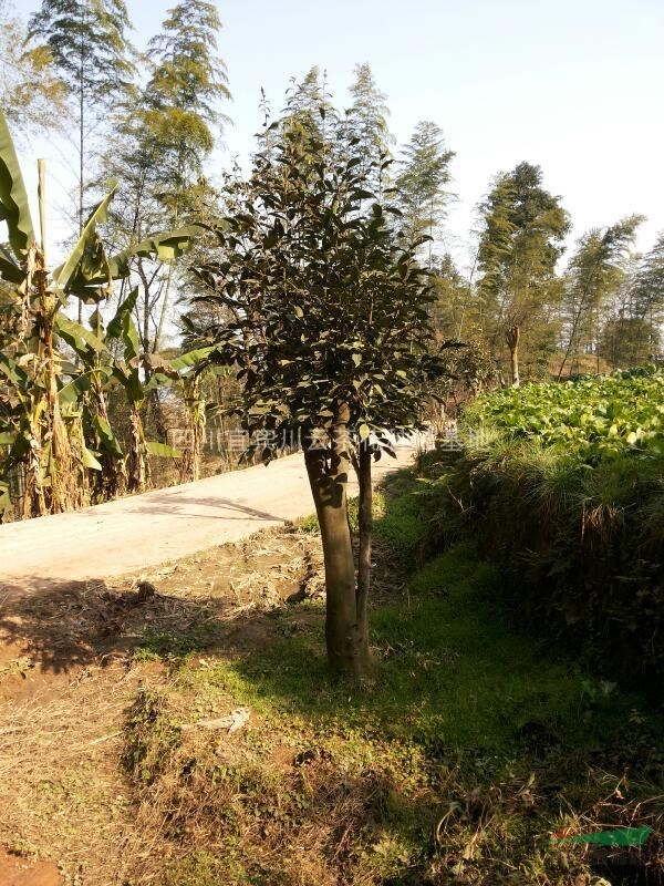 茶花，四川茶花供應(yīng)，茶花價格，茶花圖片，茶花特性