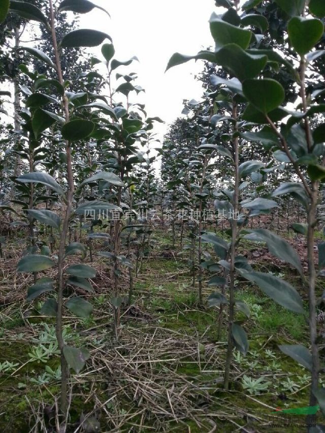 茶花，四川茶花供應(yīng)，茶花價格，茶花供應(yīng)，小茶花圖片