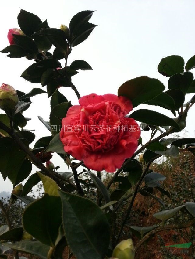 茶花，四川茶花供應(yīng)，茶花價格，茶花供應(yīng)，小茶花圖片