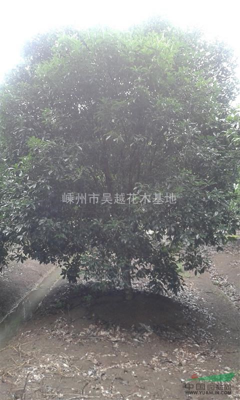 桂花,嵊州桂花種植基地,桂花規(guī)格齊全