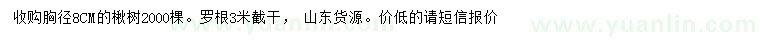 求購胸徑8公分楸樹