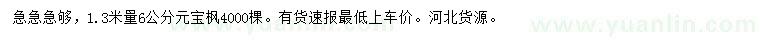 求購1.3米量6公分元寶楓