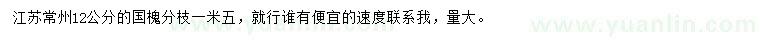 求購12公分國槐