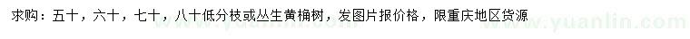求購50、60、70、80公分黃桷樹