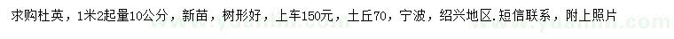 求購1.2米量10公分杜英