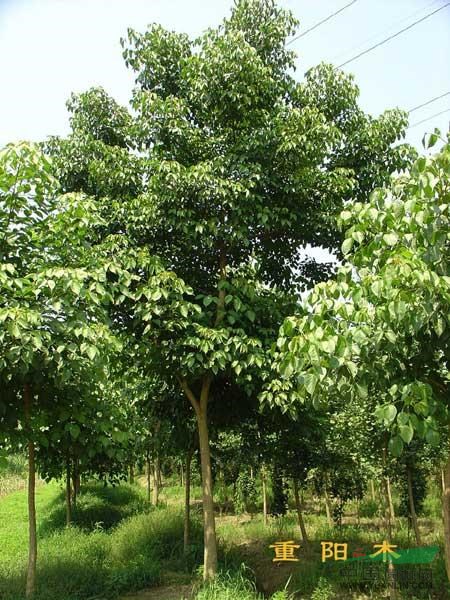 重阳木价格调整